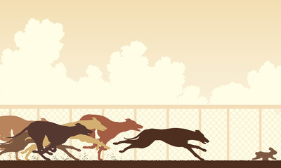 Greyhound dog race