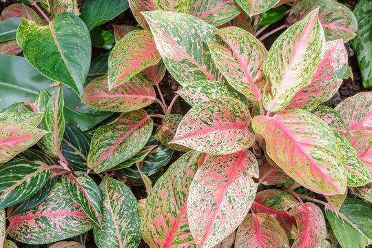 Aglaonema