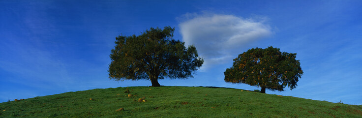 These are twin oaks trees in a green field in the spring. They are against a blue sky.