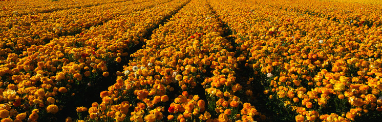 This is a field of yellow ranunculus flowers at the Carlsbad Ranch. It is springtime.