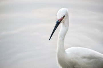 Fototapeta premium Little Egret (Egretta garzetta) at Lumphini Park, Bangkok