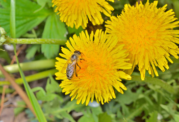 Bee on dandelion 8