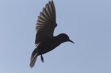 Tern in Flight