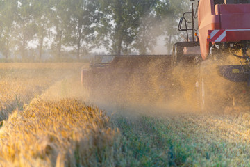 Fototapeta premium Combine working on barley field