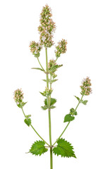 Medicinal plant: Peppermint