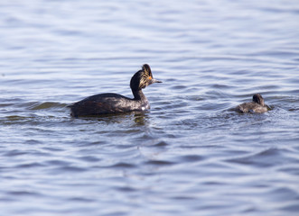 Eared Grebe with Babies