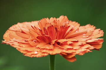 Calendula on a green.