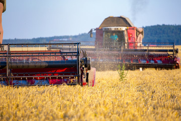 Fototapeta premium Combine working on barley field