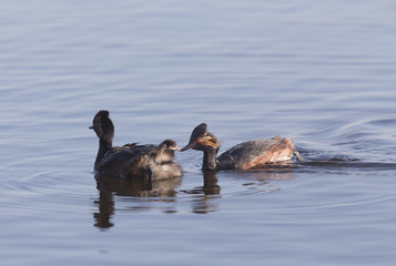 Eared Grebe with Babies