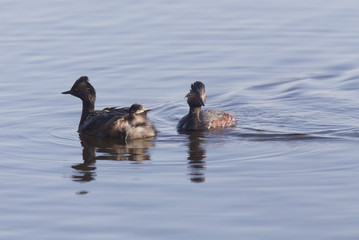 Eared Grebe with Babies