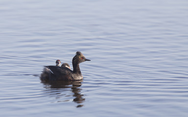 Eared Grebe with Babies