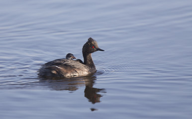 Eared Grebe with Babies