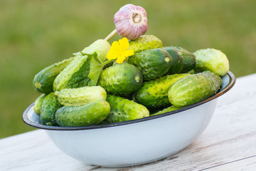Cucumbers and garlic in metal bowl in garden on sunny day
