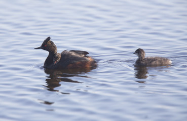 Eared Grebe with Babies