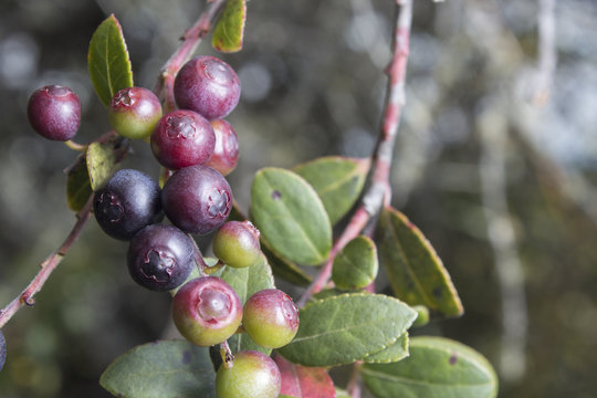 Vaccinium meridionale