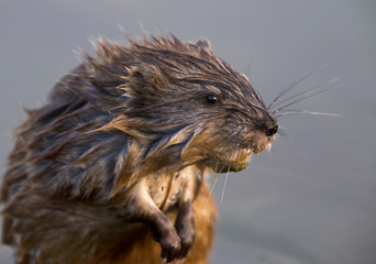 Close up Muskrat