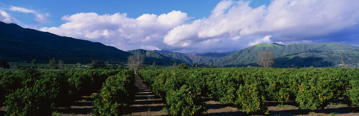 These are orange groves near Fillmore. The trees are in neat rows underneath the nearby mountains....