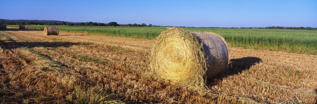 These are rounded hay bails made from freshly cut hay in the field. They are generously spaced apart in the field.