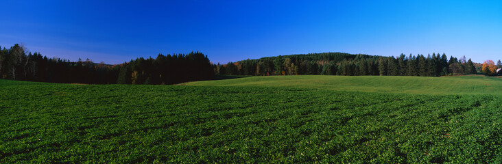 This is a green field on Darling Hill Road. There are fall leaves on the distant trees with a clear blue sky.