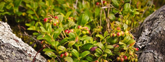 Cowberry bushes