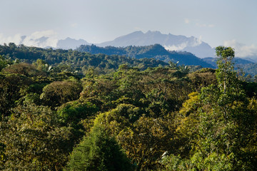 Mindo, Ecuador cloud forest
