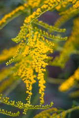 Flowering Solidago gigantea