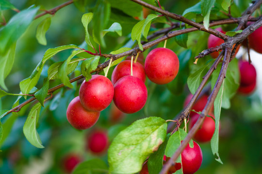 Fruits of wild plum.