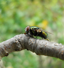 Iridescent fly sitting on tree branch