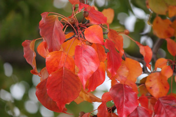 Fall red glowing crabapple leaves