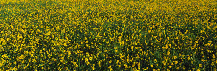 This is a spring field of yellow mustard seed. It is located near Lake Casitas.