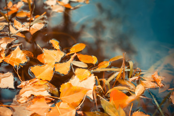 Beautiful autumn leaves fell into the water