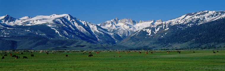 Fototapeta premium These are cows grazing near the Sierra Mountains in spring. This is located along Route 395.