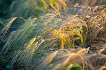 Close view on barley