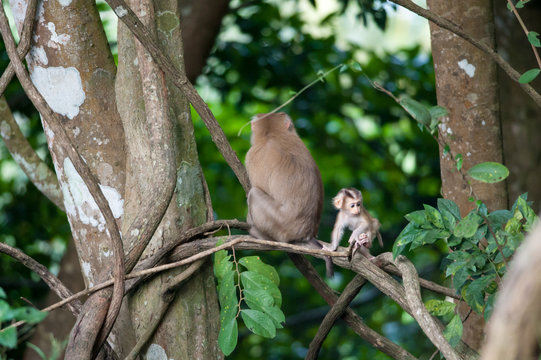 Macaco monkey baby in the natural forest, animal in nature