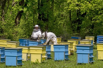 Apiarist work in bee-garden, Zavet town, Bulgaria