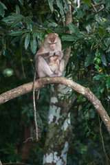 Monkeys checking for fleas and ticks on concrete fence in the pa