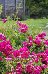 Fototapeta na wymiar Rose flowers in the garden