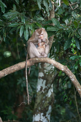 Monkeys checking for fleas and ticks on concrete fence in the pa