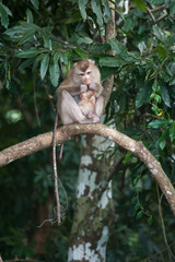 Monkeys checking for fleas and ticks on concrete fence in the pa