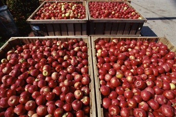 Crates of red apples