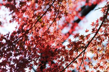  Japanese maple, autumn foliage