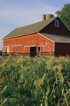 Red Barn With Corn Field In Front