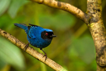 Obraz premium Portrait of beautiful blue hummingbird