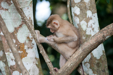 Monkeys checking for fleas and ticks on concrete fence in the pa