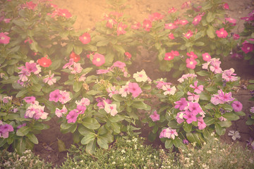 Obraz na płótnie Canvas Vintage photo of a flower bed