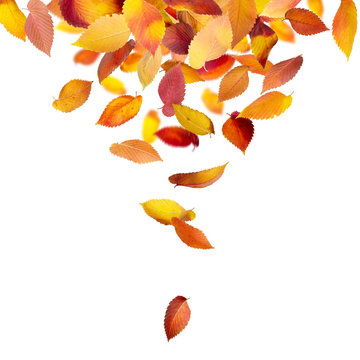 Fototapeta Heap of falling autumn leaves isolated on white