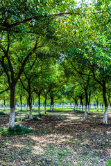 brücken Park in Jiangyin china