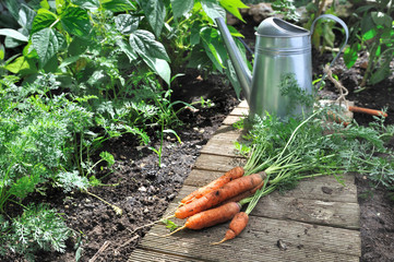 potager avec arrosoir et carottes  © coco