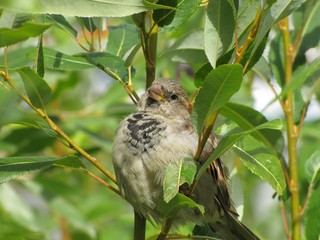 Воробей на ветке 