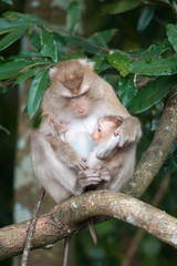 Monkeys checking for fleas and ticks on concrete fence in the pa
